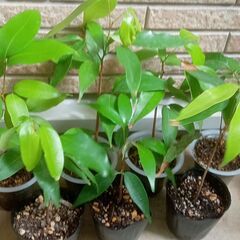 ライチの実生苗