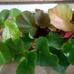 木立性ベゴニアの挿し芽苗