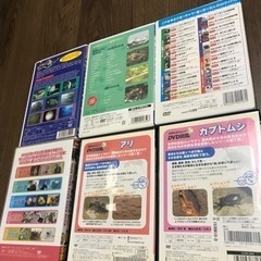 海洋生物、昆虫DVDセットの画像