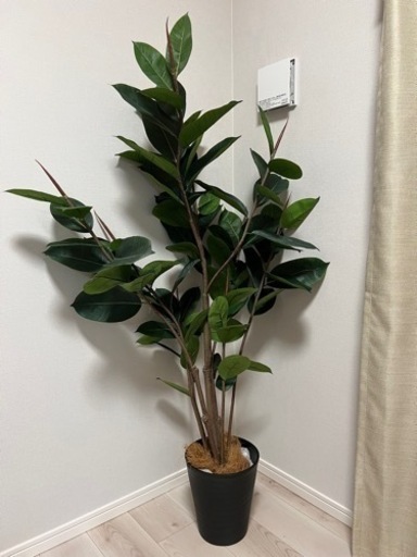 【ご購入者様決まりました】フェイクグリーン ゴムの木
