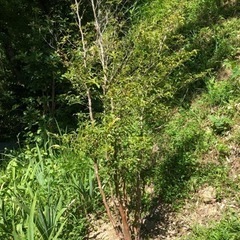 ヒメシャラ　1.8m程度　株立