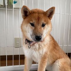 里親さま決まりました😊柴犬・美輪ちゃん