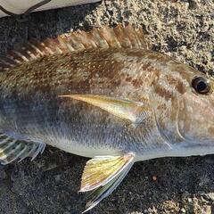 那覇一文字　カゴ釣りサークル