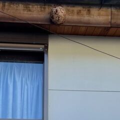 【日給35,000円可能!!】ハチハンター大募集！とにかく稼げます!直帰直行ＯＫ♪の画像