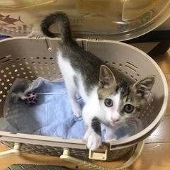 素敵な飼い主様が見つかりました。ありがとうございました。 - 高島市