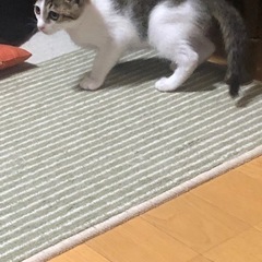 素敵な飼い主様が見つかりました。ありがとうございました。 − 滋賀県