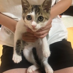 素敵な飼い主様が見つかりました。ありがとうございました。