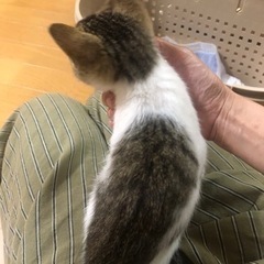 素敵な飼い主様が見つかりました。ありがとうございました。 - 猫