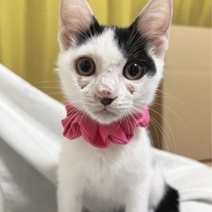 里親さま募集❤️甘えん坊男の子