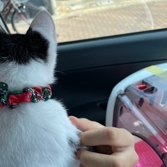 里親さま募集❤️甘えん坊男の子 − 福岡県