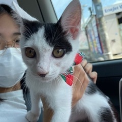 里親さま募集❤️甘えん坊男の子 - 里親募集