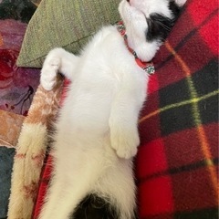 里親さま募集❤️甘えん坊男の子 - 福岡市