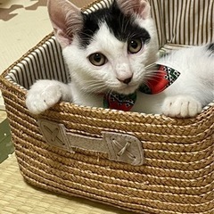 里親さま募集❤️甘えん坊男の子 - 猫