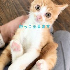 独りぼっちで待っている☆茶白君