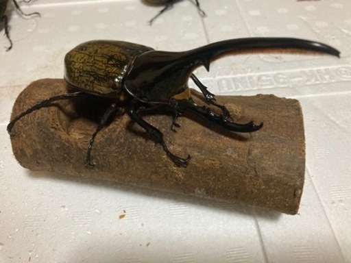 ヘラクレスオオカブト　成虫ペア③