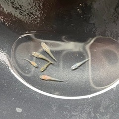 【受付終了しました】ミックスメダカ10匹　稚魚〜幼魚