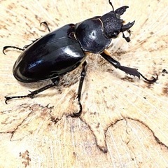 ミヤマクワガタ♂♀栃木県産　30ペア限定【完売御礼】の画像
