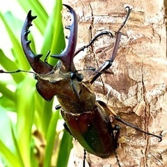 ミヤマクワガタ♂♀栃木県産　30ペア限定【完売御礼】の画像