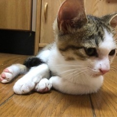 キジトラ　男の子 - 猫