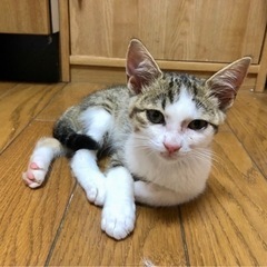 キジトラ　男の子