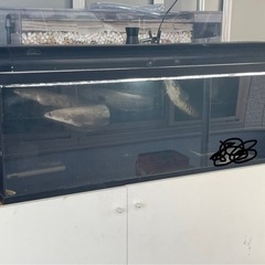 値下げしました！1200 450 600 水槽
