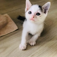 １ヶ月のシロキジ子猫ちゃんたち、よちよちあそび盛りの里親募集