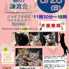 猫の譲渡会　あなたの家族になりたい！
