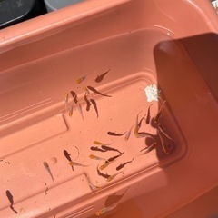 紅白メダカ
