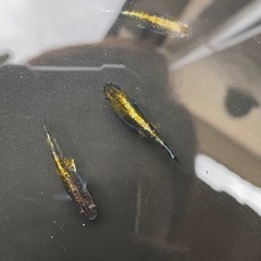 メダカ掬い　生体販売の画像