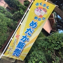 めだかの無人販売11月16.17.23.24.30日