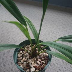 アンスリウムバーケリー原種anthurium bakeri5寸程度の画像