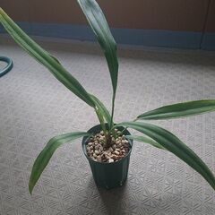 アンスリウムバーケリー原種anthurium bakeri5寸程度の画像
