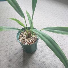 アンスリウムバーケリー原種anthurium bakeri5寸程度の画像
