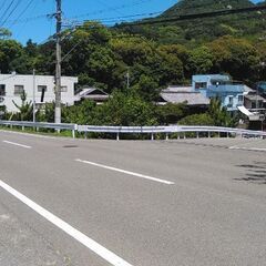 白い猫、真っ赤な首輪