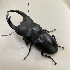 オオクワガタ能勢YGペアの画像