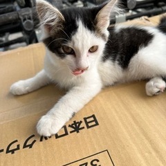 子猫2匹