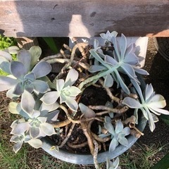 多肉植物