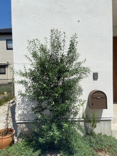 値下げ可能！オリーブの木