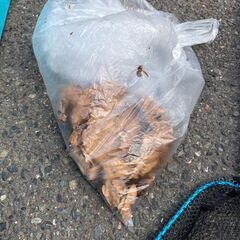 北九州市、遠賀郡限定　蜂の巣駆除致します！！　今すぐ出動します！！ - 害虫/害獣駆除