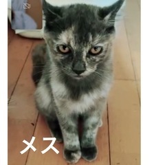 ネコ3匹の里親を探しています。