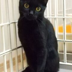 金色の瞳が素敵な小柄なマミさん　黒猫推定3才