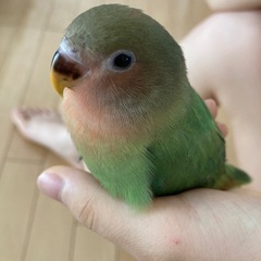 緊急　コザクラインコを探しています