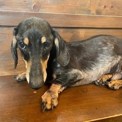 ブラックタンの「マッチ」くん🥰