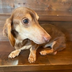 チョコタンダックスの「よっちゃん」🥰
