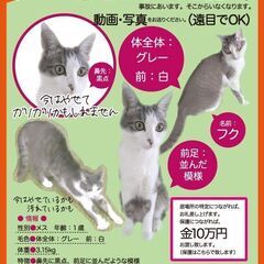 迷子猫のチラシポスティングのお手伝い募集