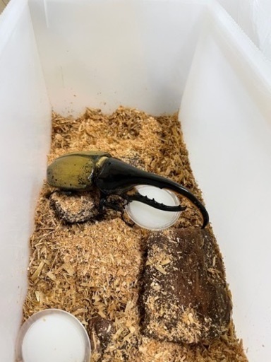 ヘラクレスヘラクレスオオカブト　ペア(メス2匹)