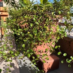 ワイヤープランツと金のなる木の画像