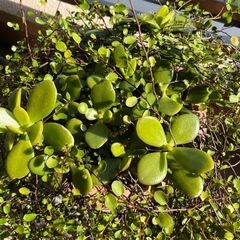 ワイヤープランツと金のなる木の画像