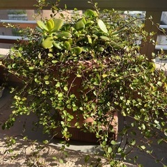 ワイヤープランツと金のなる木