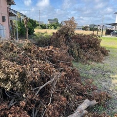 薪などにいかがですか！切った木ですの画像